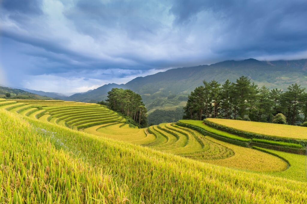 Rice terrace in Sapa