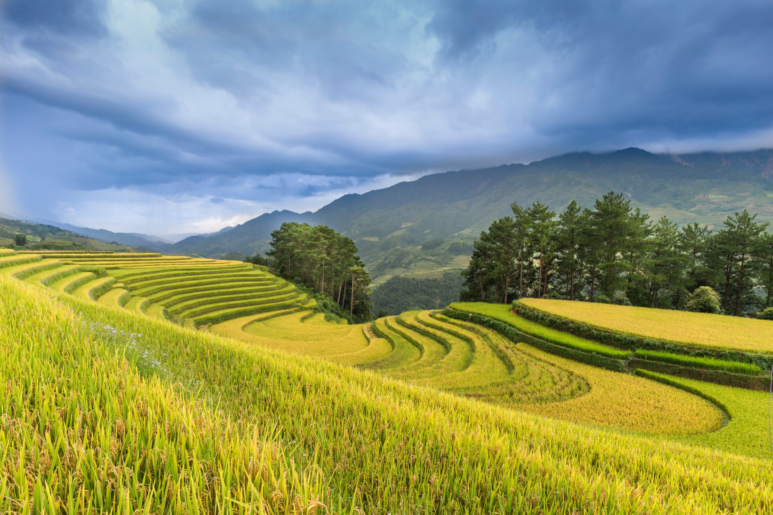 Rice terrace in Sapa