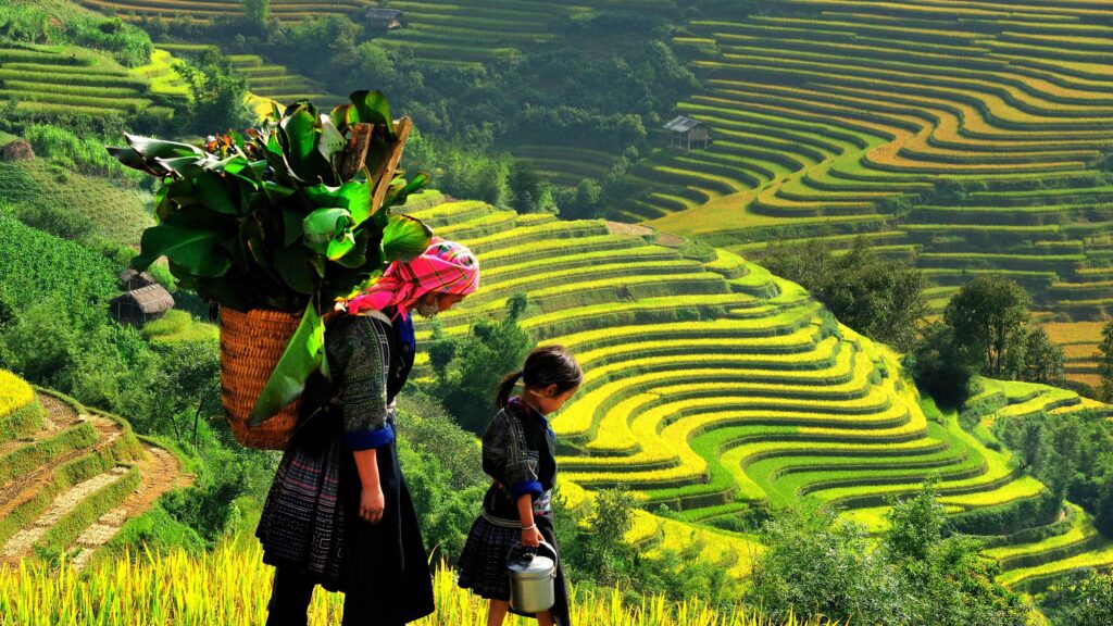 Beautiful rice terrace in Ha Giang