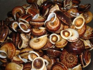 Specialty foods/dishes in Ninh Binh