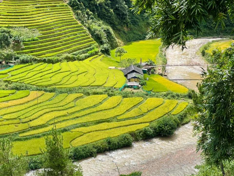 Rice terrace in Sapa