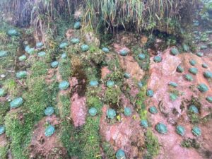 Fansipan trekking 2026