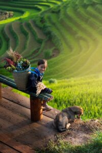 Mu cang chai rice terraces