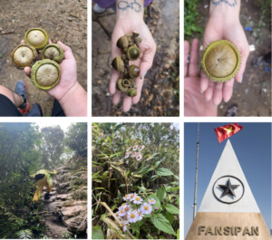 Fansipan trekking